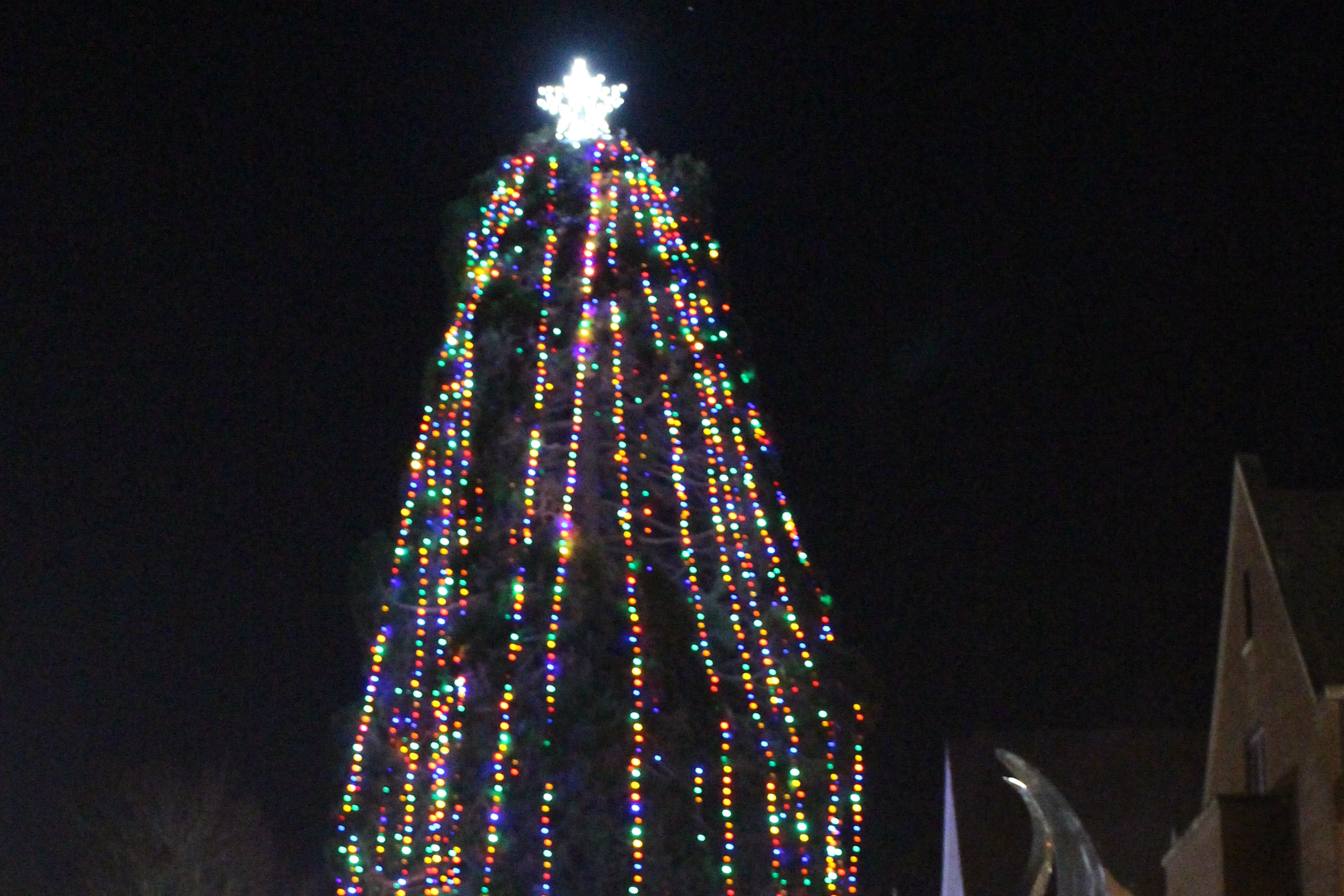 Sequoia Tree at night decorated with lights and a star on the top.