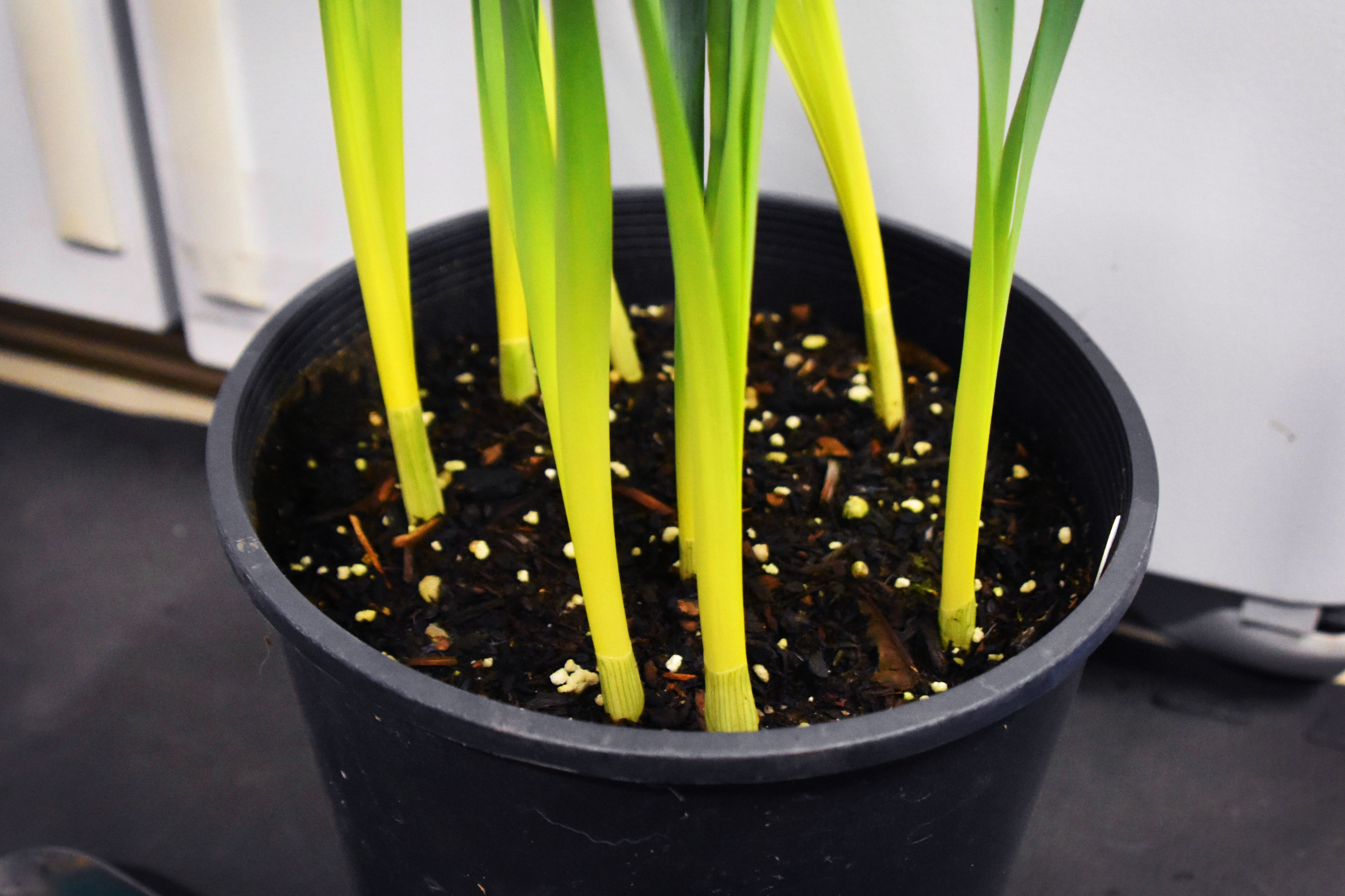 These gardening tips are kind of a big dill