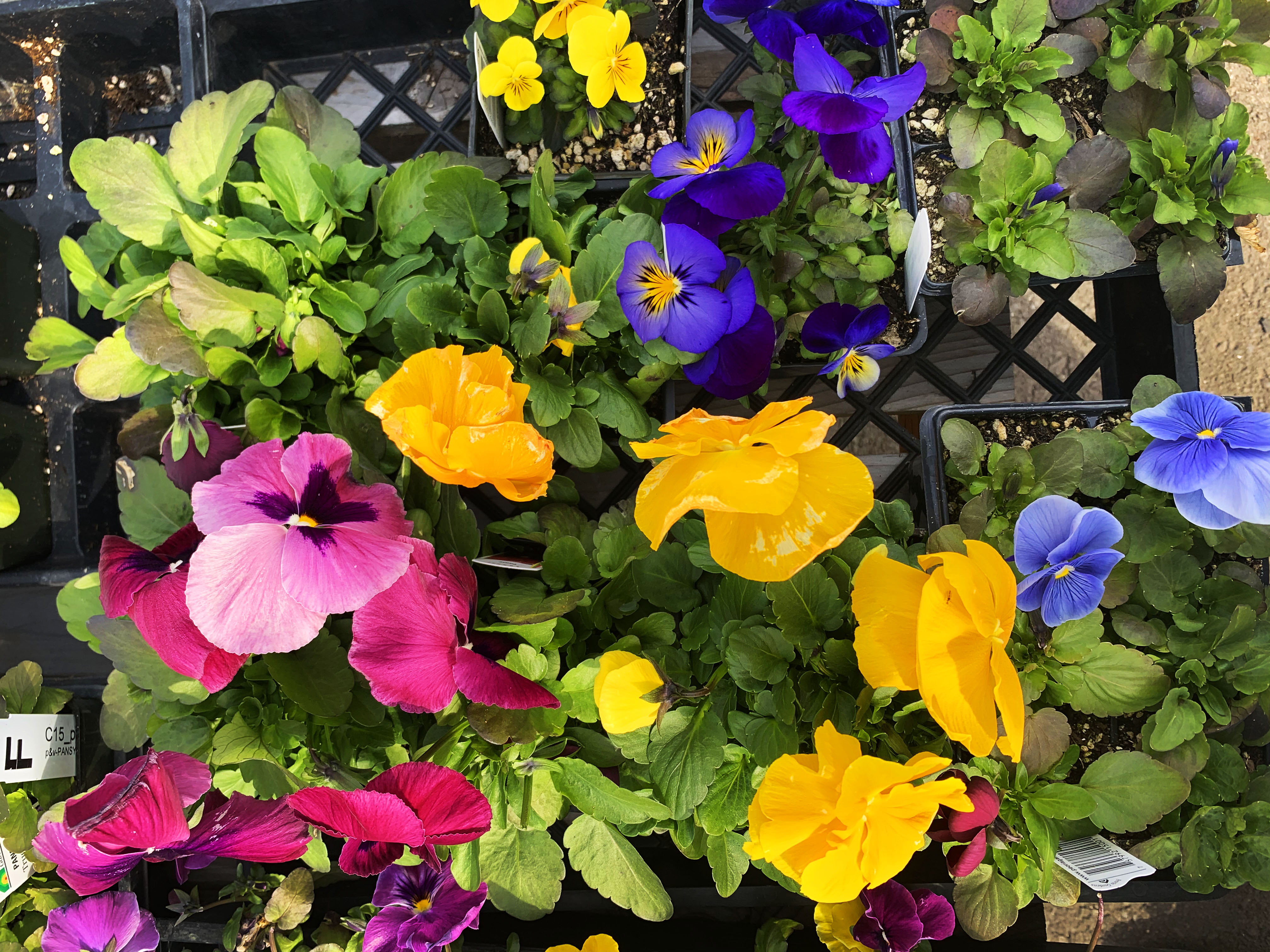 ‌Give a big green thumbs up for gardening