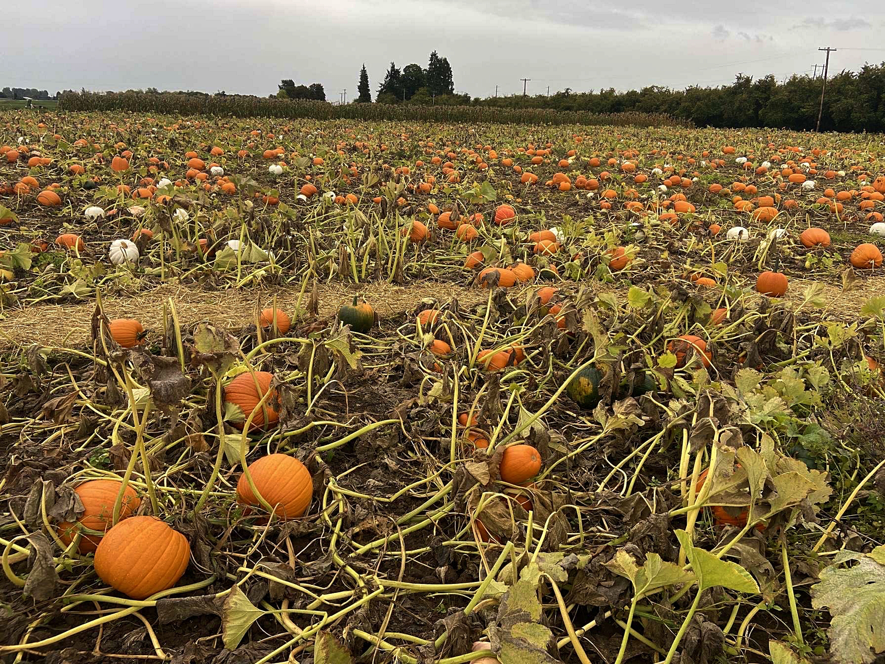 Crack up to these spooky jokes