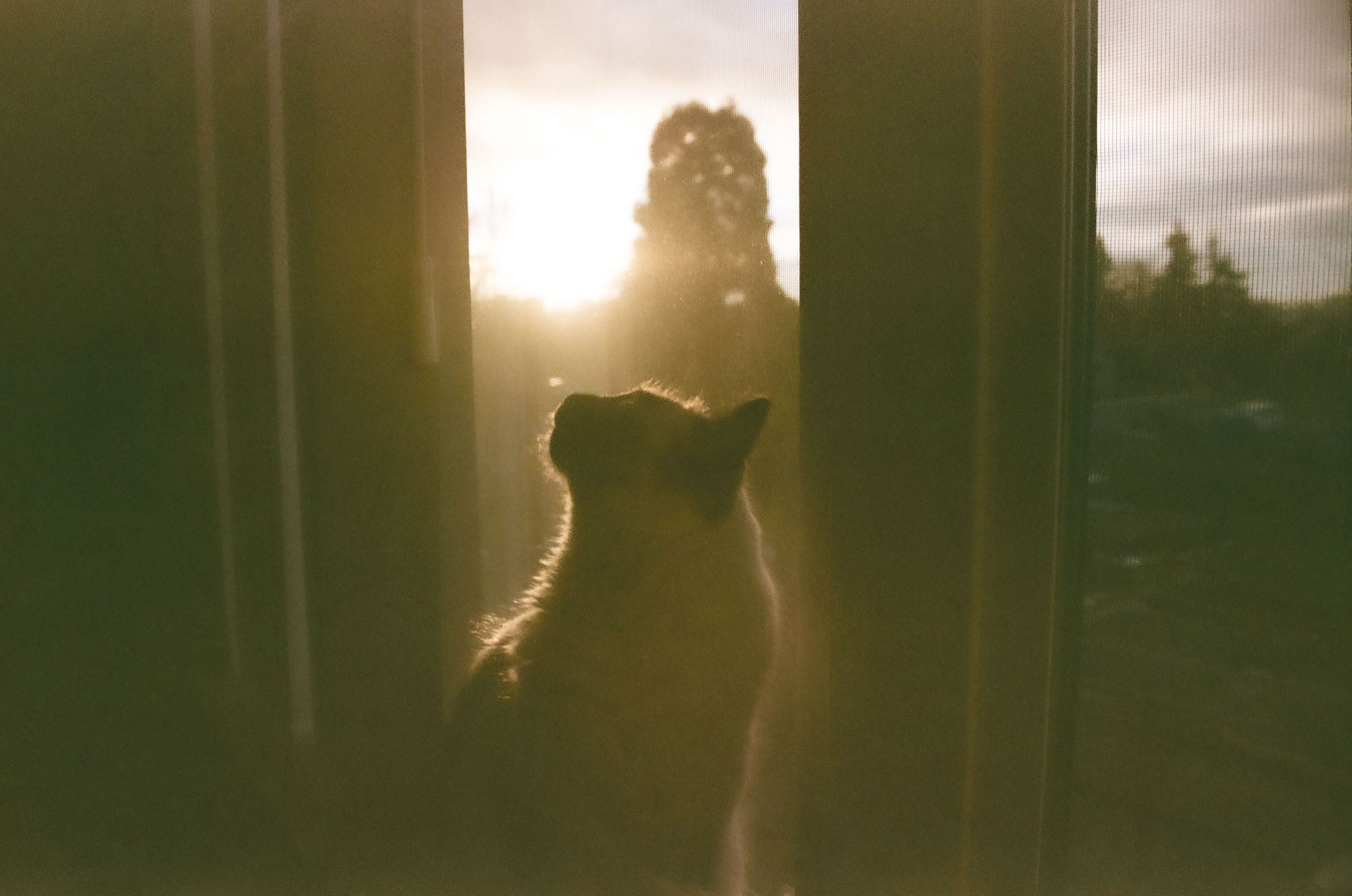 Cat Product Recommendations