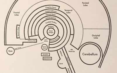 How the gut affects the brain