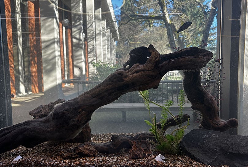 Western Oregon University’s aquarium science program showcases new aquarium